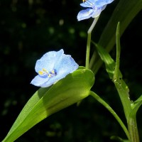 Commelina appendiculata C.B.Clarke